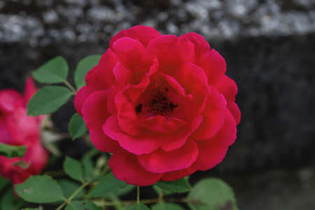 Apothecary Rose (Rosa Gallica) crimson red colored flowerの写真素材