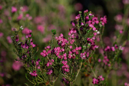 Dwarf Spanish heath (Erica umbellata) pink flowersの写真素材