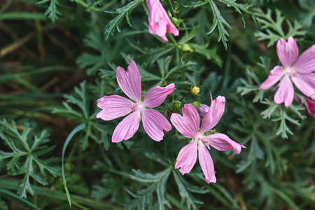 Malva moschata, the musk mallow pale pink flowersの写真素材