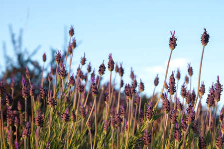 Spanish lavender (Lavandula stoechas) springtime purple flowersの写真素材