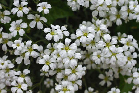 Cerastium tomentosum (snow in summer) ground cover plant white flowersの写真素材