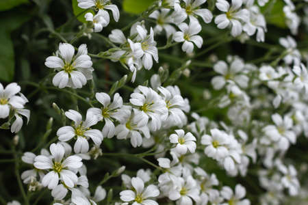 Cerastium tomentosum (snow-in-summer) white flowers close upの写真素材