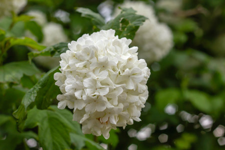 Guelder rose (Viburnum opulus) white flowersの写真素材