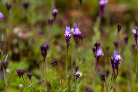 Linaria amethystea purple flowers blooming in early springの写真素材