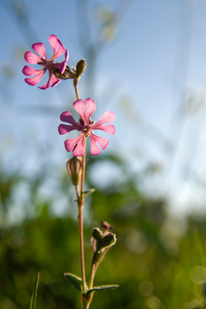 Silene colorata pink flowers blooming in springの写真素材