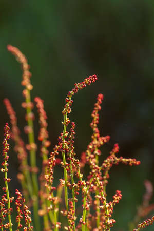 Rumex acetosella (red sorrel) upright stems with reddish female flowersの写真素材