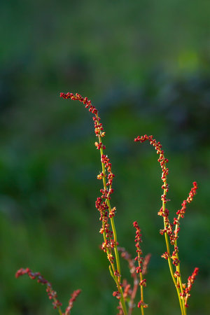 Rumex acetosella (red sorrel) upright stems with reddish female flowersの写真素材