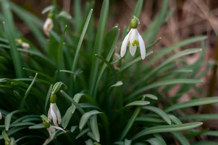Common snowdrop (Galanthus nivalis) white flowers blooming in early springの写真素材