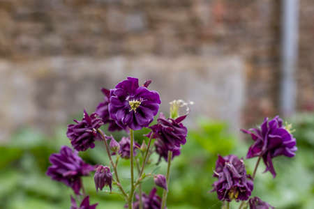Granny's bonnet (Aquilegia) purple flowersの写真素材