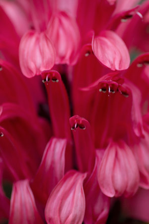 Brazilian plume flower (Justicia carnea) deep pink colored petals close upの写真素材