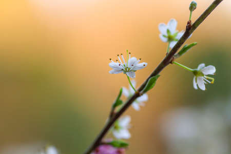 Prunus spinosa blackthron white flowers blooming in springの写真素材