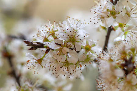 Prunus spinosa blackthron white flowers blooming in springの写真素材