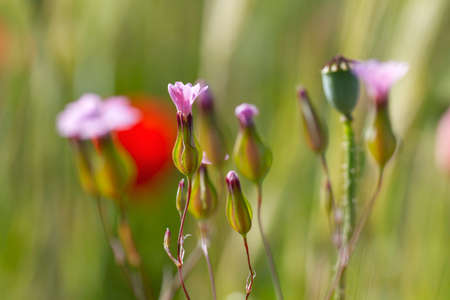 Vaccaria hispanica (cowherb) pink flowersの写真素材