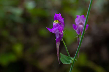Linaria triornithophora (three bird toadflax) purple flowersの写真素材