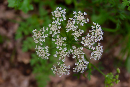 Aegopodium podagraria, know as ground elder or Herb Gerard, umbel flowerhead top viewの写真素材