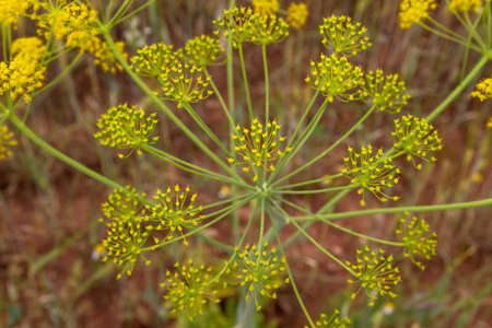 Fennel (Foeniculum vulgare) flower heads