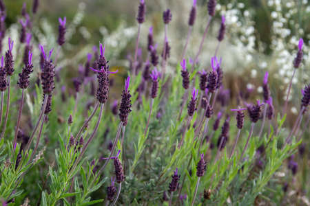 Spanish lavender (Lavandula stoechas) springtime purple flowersの写真素材