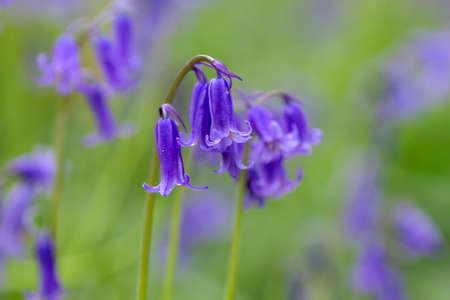 Bluebell (Hyacinthoides non-scripta) blue pruple wild flowers blooming in the springtime forestの写真素材