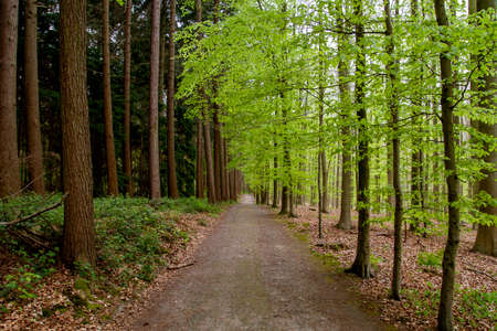 European beech (Fagus sylvatica) and Scotch pine (Pinus sylvestris) deciduous and evergreen woodlands divided by a dirt roadの写真素材