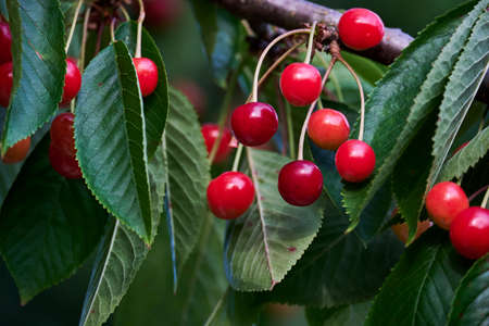 Fresh and sweet cherries ripening in the cherry treeの写真素材