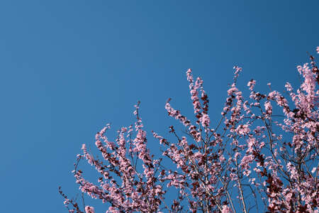 Blossoming prunus cerasifera cherry plum springtime pink flowers, blue sky backgroundの写真素材