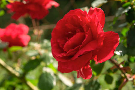 Apothecary Rose (Rosa Gallica) crimson red colored flowerの写真素材