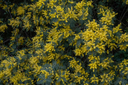 Acacia dealbata silver wattle yellow flowers bloomingの写真素材