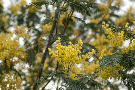 Acacia dealbata silver wattle yellow flowers bloomingの写真素材