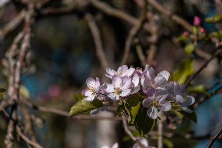 Apple tree (Malus domestica) springtime blossoms