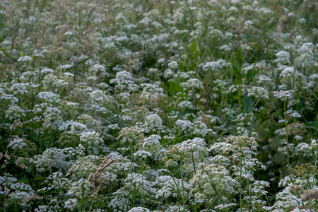 Hemlock water-dropwort (Oenanthe crocata) poisonous plant white blooming flowers