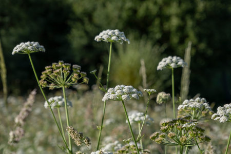 Hemlock water-dropwort (Oenanthe crocata) poisonous plant white blooming flowers