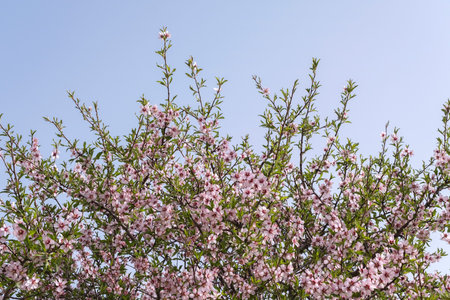 Almond tree (Prunus dulcis) pink flowers bloomingの写真素材