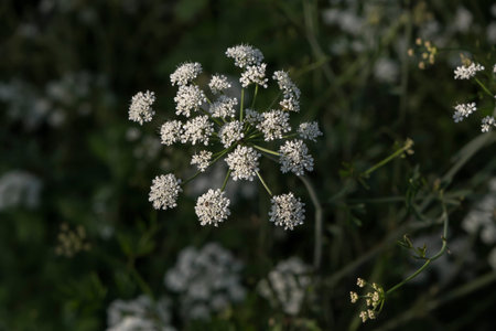 Hemlock water-dropwort (Oenanthe crocata) poisonous plant white blooming flower