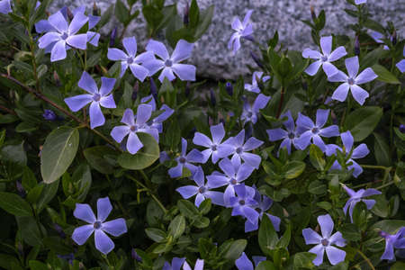 Lesser periwinkle (Vinca minor) violet flowersの写真素材
