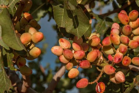 Pistachio tree (Pistacia vera) ripe nuts bunch close up, selective focusの写真素材