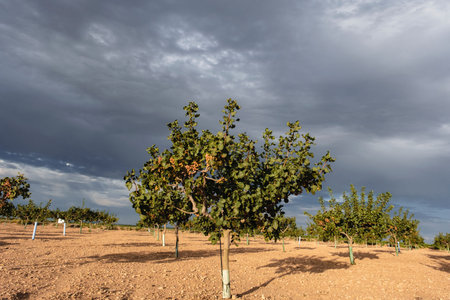Pistachio trees (Pistacia vera) field in La Mancha, Spainの写真素材