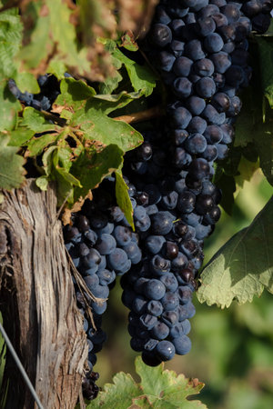 Vitis vinifera winemaking vineyard grape vines  ripe dark blue fruits in harvest season