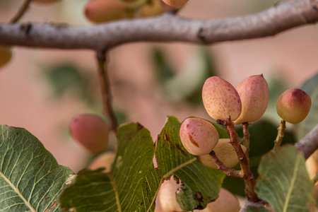 Pistachio tree (Pistacia vera) ripe nuts bunch close up, selective focusの写真素材