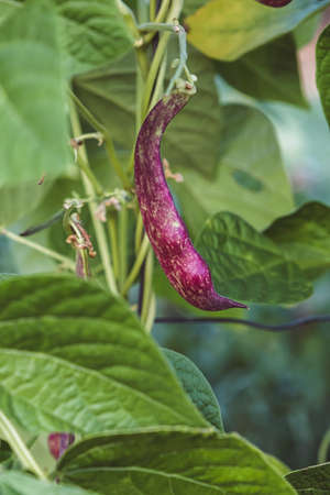 Runner beans Phaseolus coccineus plant with ripe purple colored pods and green foliageの写真素材