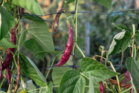 Runner beans Phaseolus coccineus plant with ripe purple colored pods and green foliage