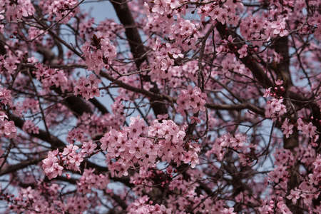Blossoming prunus cerasifera cherry plum springtime pink flowersの写真素材