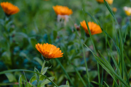 Pot marigold (Calendula officinalis) orange flowersの写真素材
