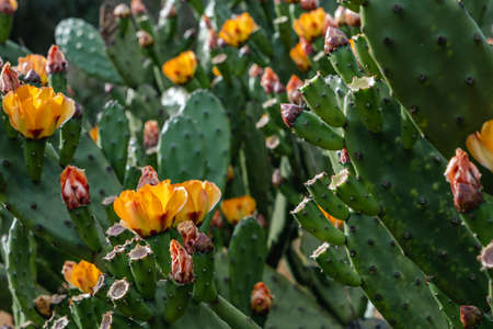 Prickly pear (Opuntia ficus indica) with blossoming orange flowersの写真素材