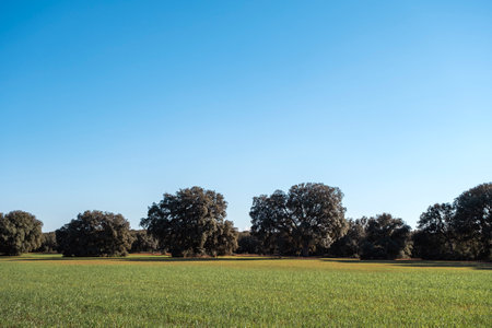 Holm oak trees grove and green sown field in La Mancha, Spainの写真素材
