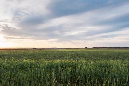 Green wheat fields in La Mancha, Spainの写真素材