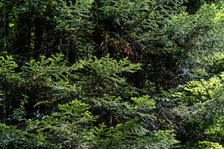 Abies alba or European silver fir evergreen coniferous tree green needle-like foliage in Oza forest, Pyrenees, Spainの写真素材