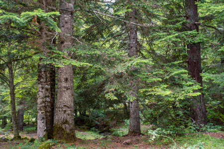 Silver firs (Abies Alba) in Oza forest, Spainの写真素材