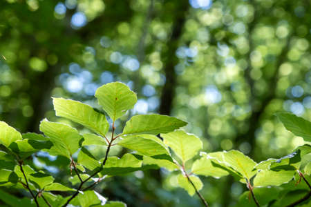 Beech tree (Fagus sylvatica) green leaves detailの写真素材