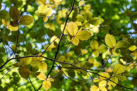 Oriental beech (Fagus orientalis) golden foliageの写真素材