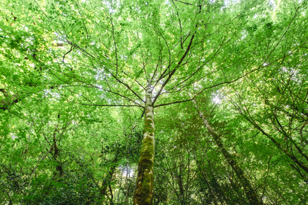 Green beech trees (Fagus sylvatica) forest in Mata da Albergaria, Peneda-Geres National Park,...